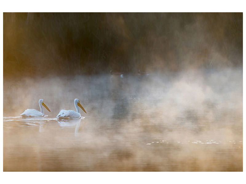 canvas-print-companions