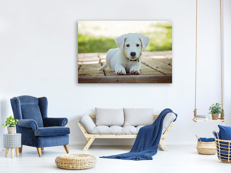 canvas-print-cute-dog-baby