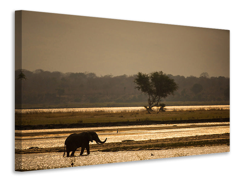 canvas-print-elephant-alone-in-the-steppe