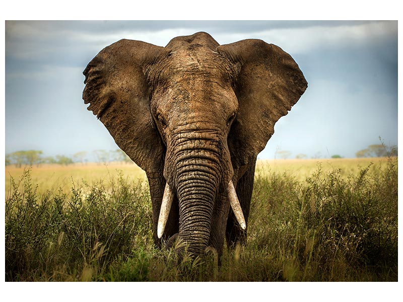 canvas-print-encounters-in-serengeti-x