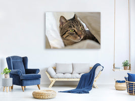 canvas-print-favorite-cat