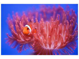 canvas-print-finding-nemo-x