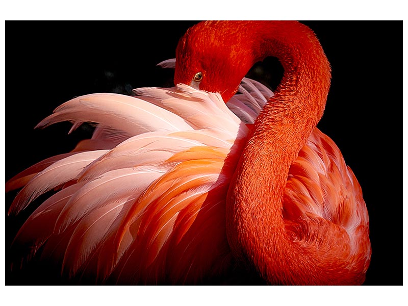 canvas-print-flamingo-xoc