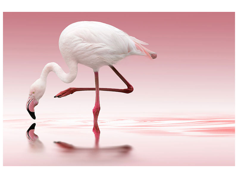canvas-print-flamingo