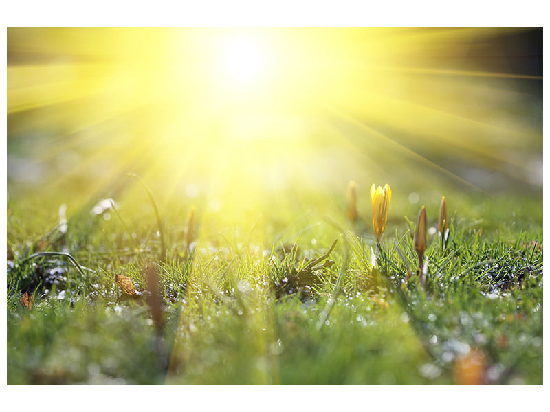 canvas-print-flowery-meadow