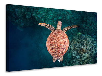 canvas-print-flying-over-the-reef