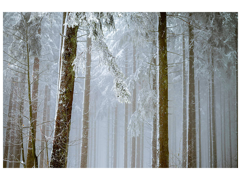 canvas-print-forest-in-winter