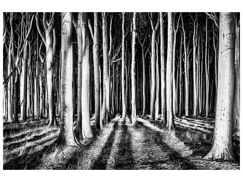 canvas-print-ghost-forest