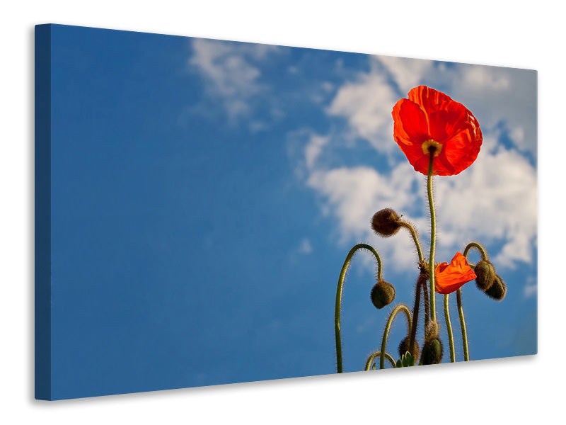 canvas-print-gorgeous-poppy