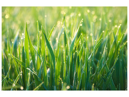 canvas-print-grass-with-morning-dew-xl