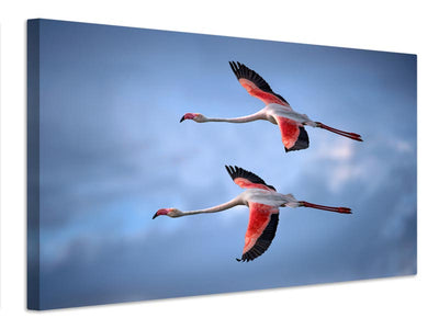 canvas-print-greater-flamingos-x