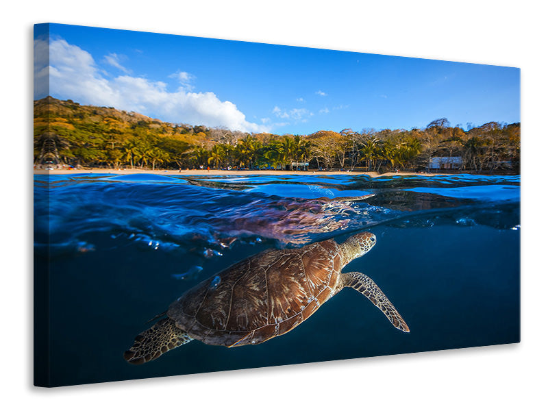 canvas-print-green-turtle-sea-turtle