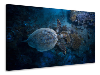 canvas-print-hawksbill-sea-turtle-ii