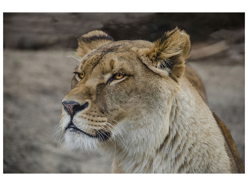 canvas-print-head-of-a-lioness