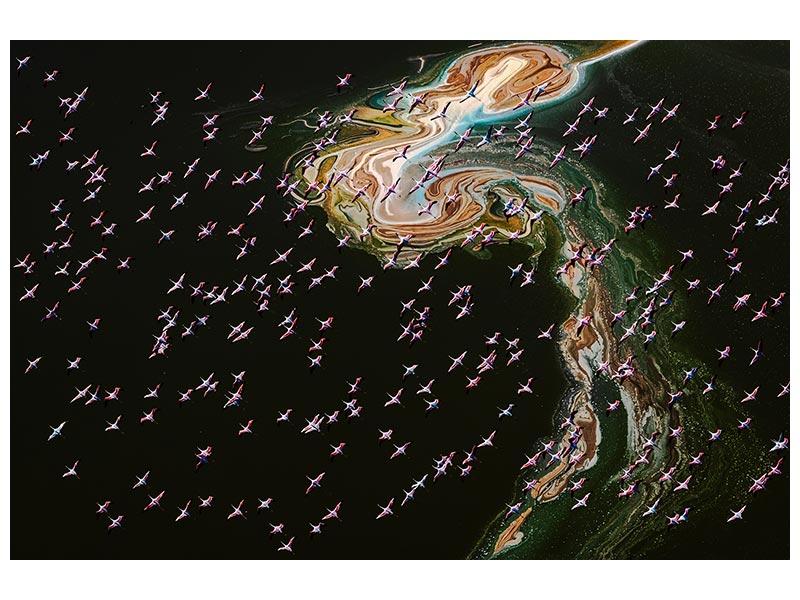 canvas-print-hundreds-of-flamingos-x