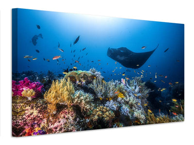 canvas-print-manta-reef-on-the-reef-x