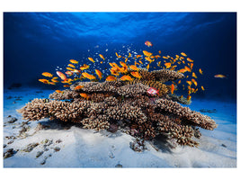 canvas-print-marine-life