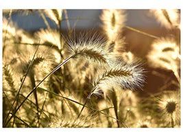 canvas-print-ornamental-grass-in-the-sunlight