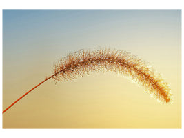 canvas-print-ornamental-grass-in-xxl