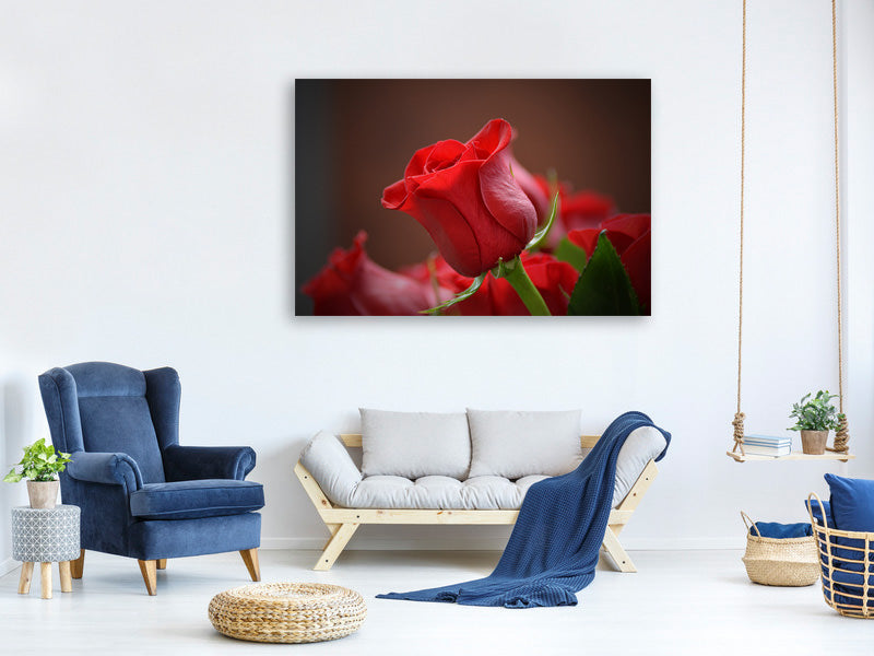 canvas-print-red-rose-in-xl