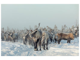 canvas-print-reindeers-x