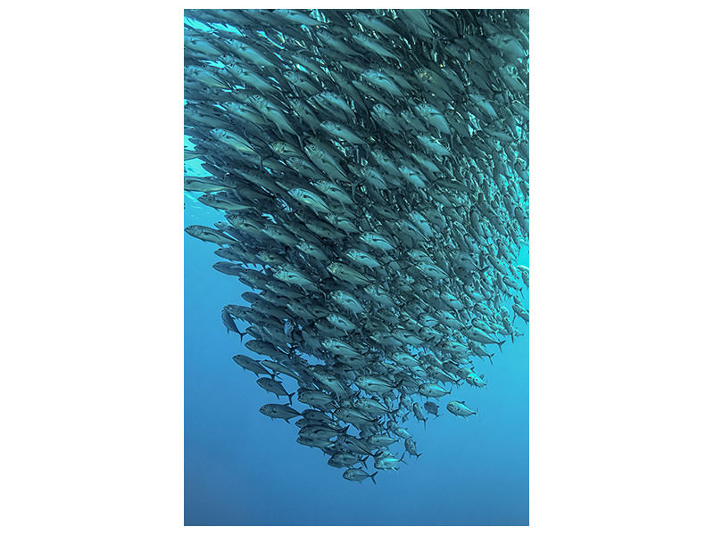 canvas-print-schooling-jackfishes