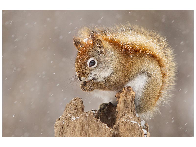 canvas-print-snow-storm-x