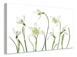 canvas-print-spring-snowdrops