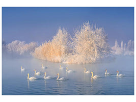 canvas-print-swan-lake-xge