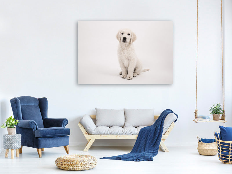 canvas-print-sweet-golden-retriever-puppy