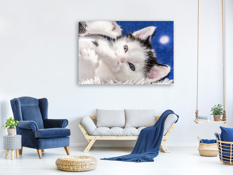 canvas-print-sweet-kitten