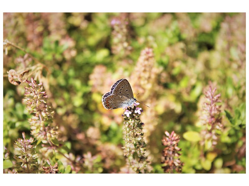 canvas-print-the-blue