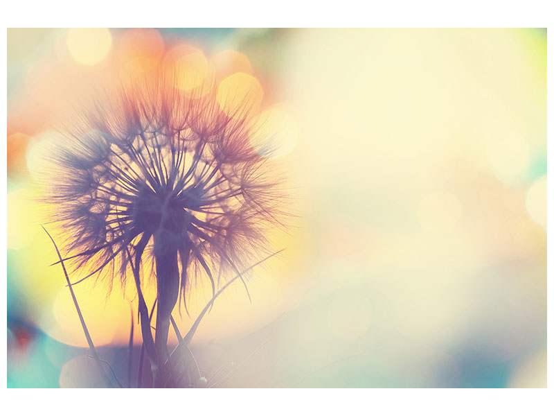 canvas-print-the-dandelion-in-the-light