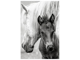 canvas-print-the-foal-x