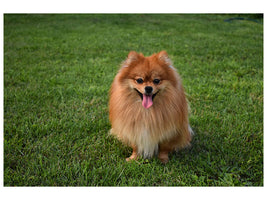 canvas-print-the-little-spitz