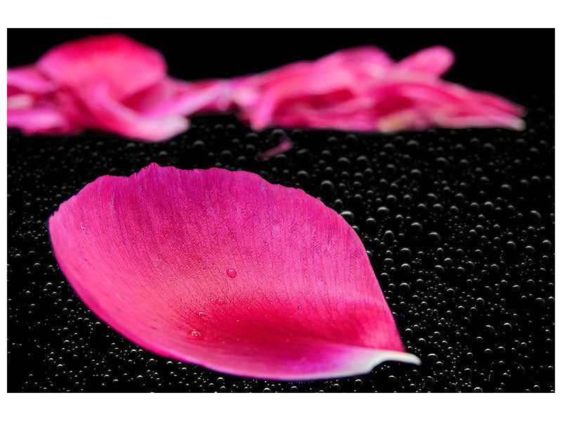 canvas-print-the-petals