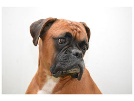 canvas-print-typical-boxer