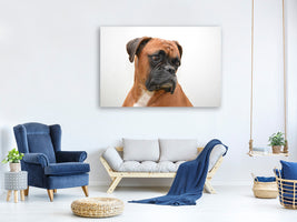 canvas-print-typical-boxer