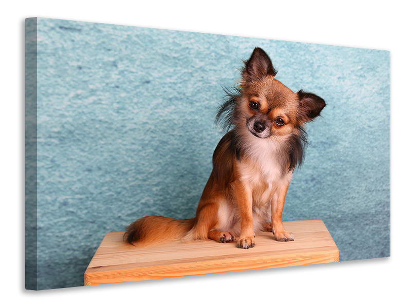 canvas-print-typical-chihuahua