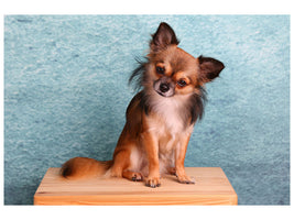 canvas-print-typical-chihuahua