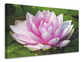 canvas-print-water-lily-in-pink