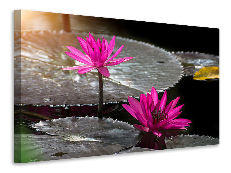 canvas-print-water-lily-in-the-morning-dew