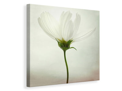 canvas-print-white-cosmos