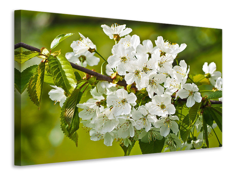 canvas-print-white-flowers-in-xl