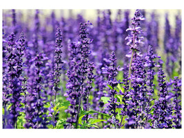 canvas-print-xl-lavender