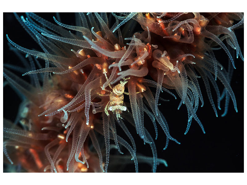 canvas-print-zanzibar-whip-coral-shrimp
