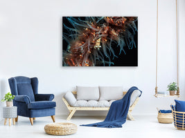 canvas-print-zanzibar-whip-coral-shrimp