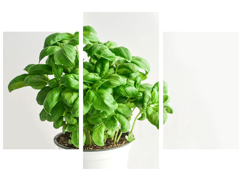 modern-3-piece-canvas-print-basil-in-the-pot