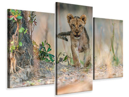 modern-3-piece-canvas-print-cub-south-luangwa