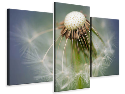 modern-3-piece-canvas-print-dandelion-close-up